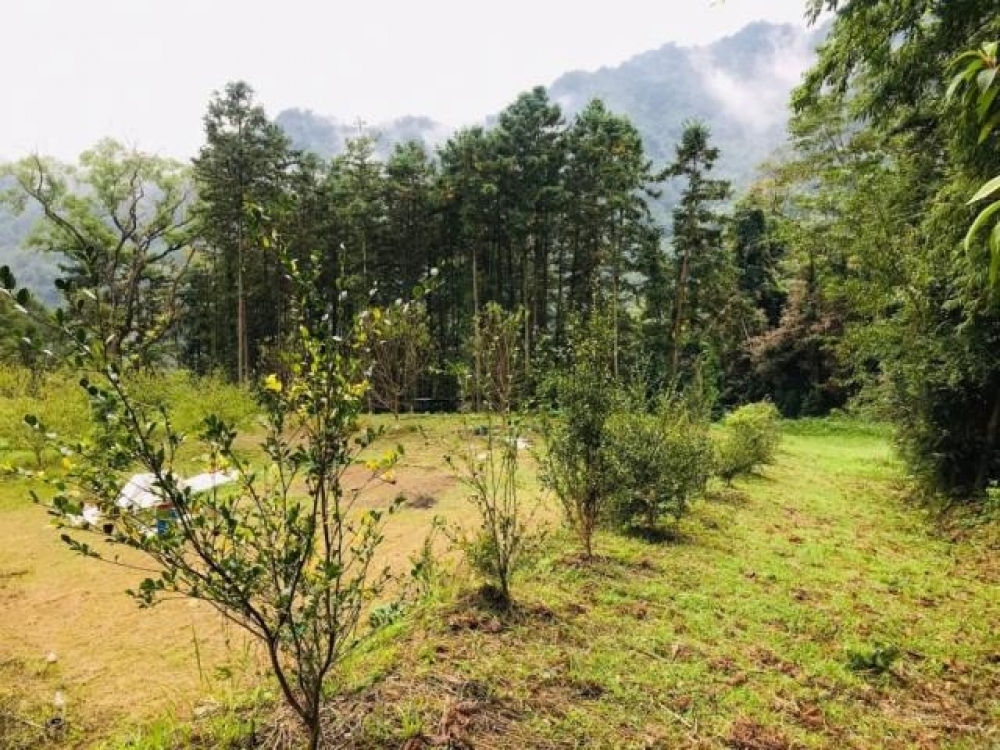 (新竹五指山)景觀杉木農園4063p  新竹土地買賣 楊秀惠