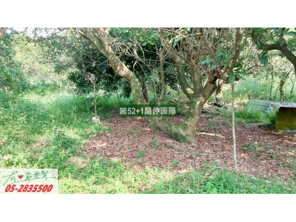嘉義農地-竹崎親水公園旁果園