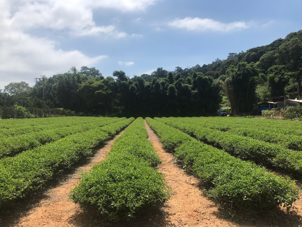 鐵泡-新埔平坦方正小農地