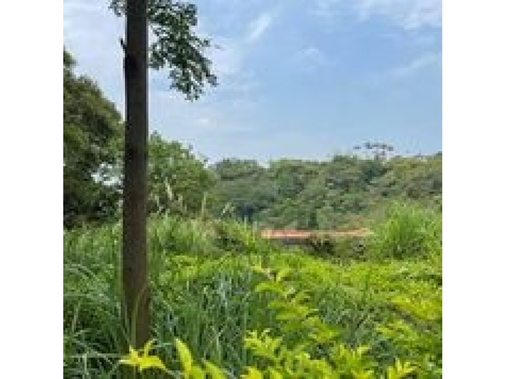 陽光杉林溪有建地