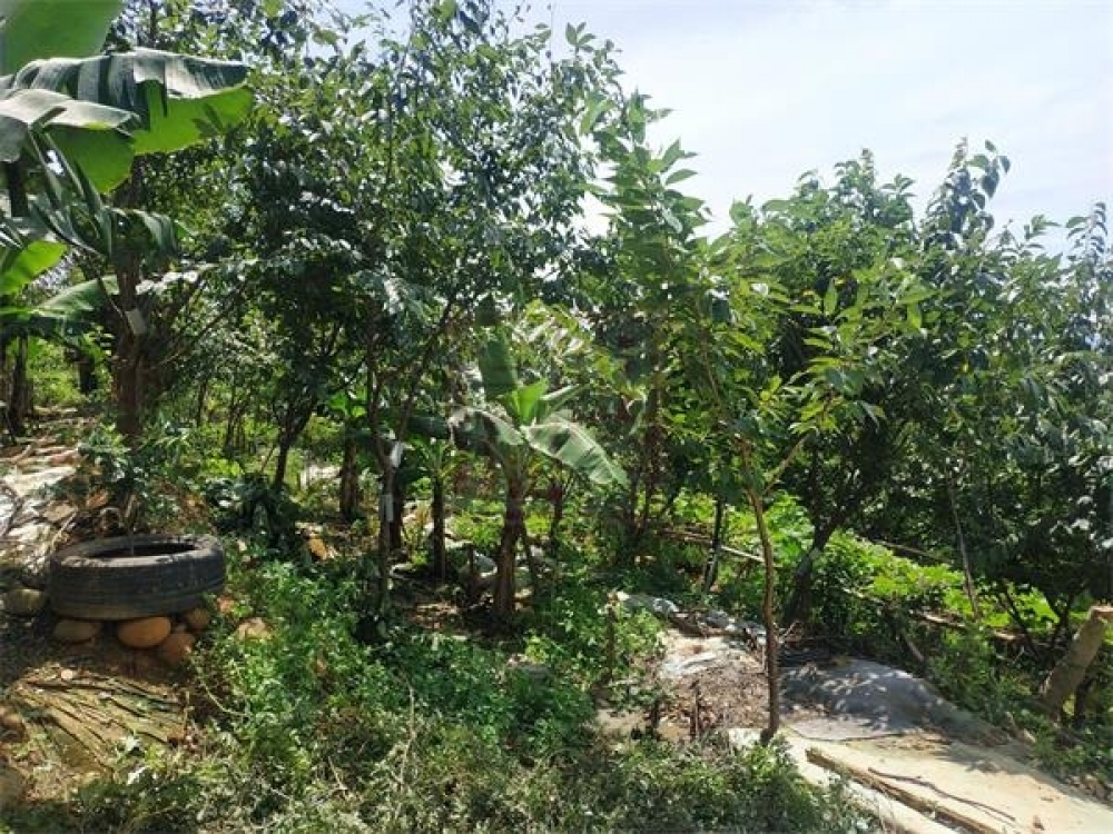 新埔南平無敵景觀農地-春明地產-035551111