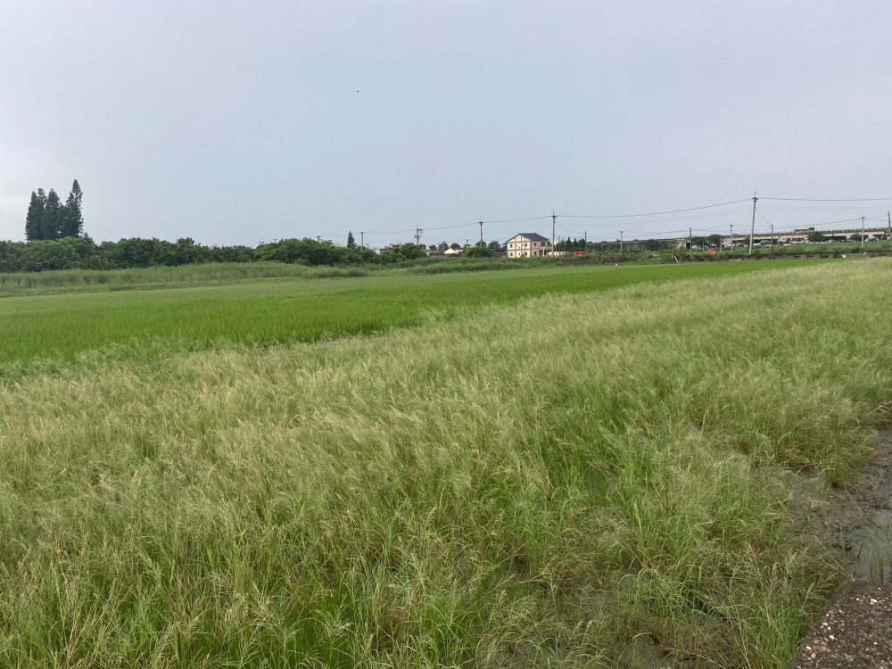 雲林口湖低總價農地