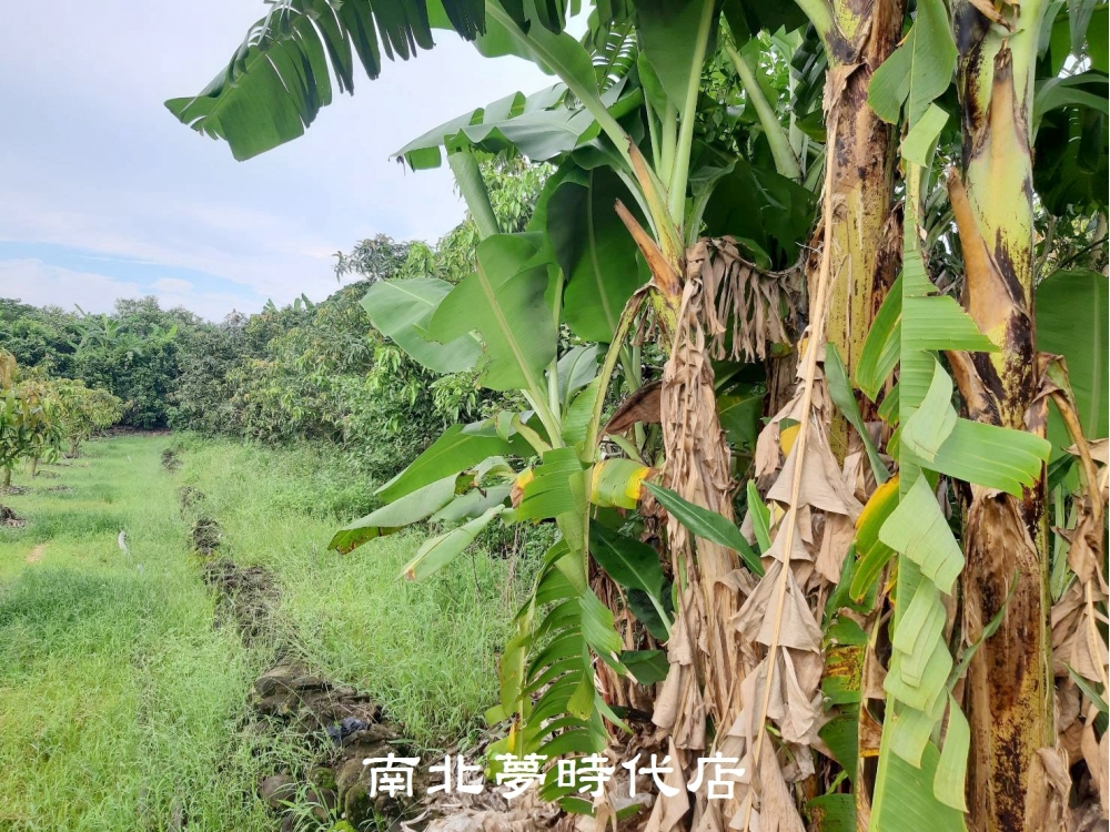 南化優質芒果園農地