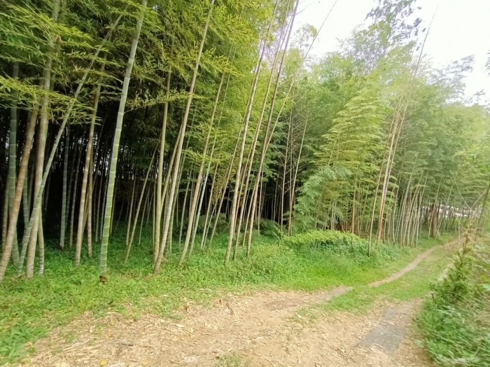 鹿谷小半天段天鵝湖旁景觀農牧用地林地台中買屋賣房,土地王劉志忠台中北屯捷運,捷運總站