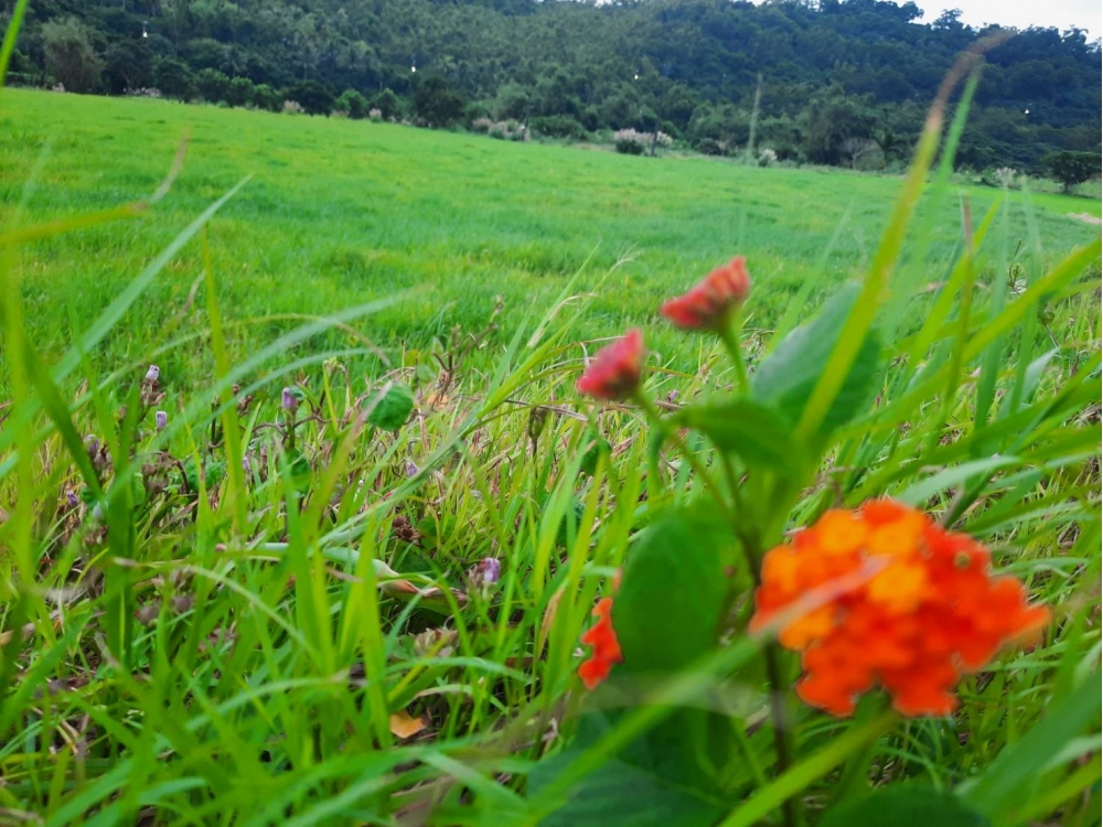 滿州優美農地 F192