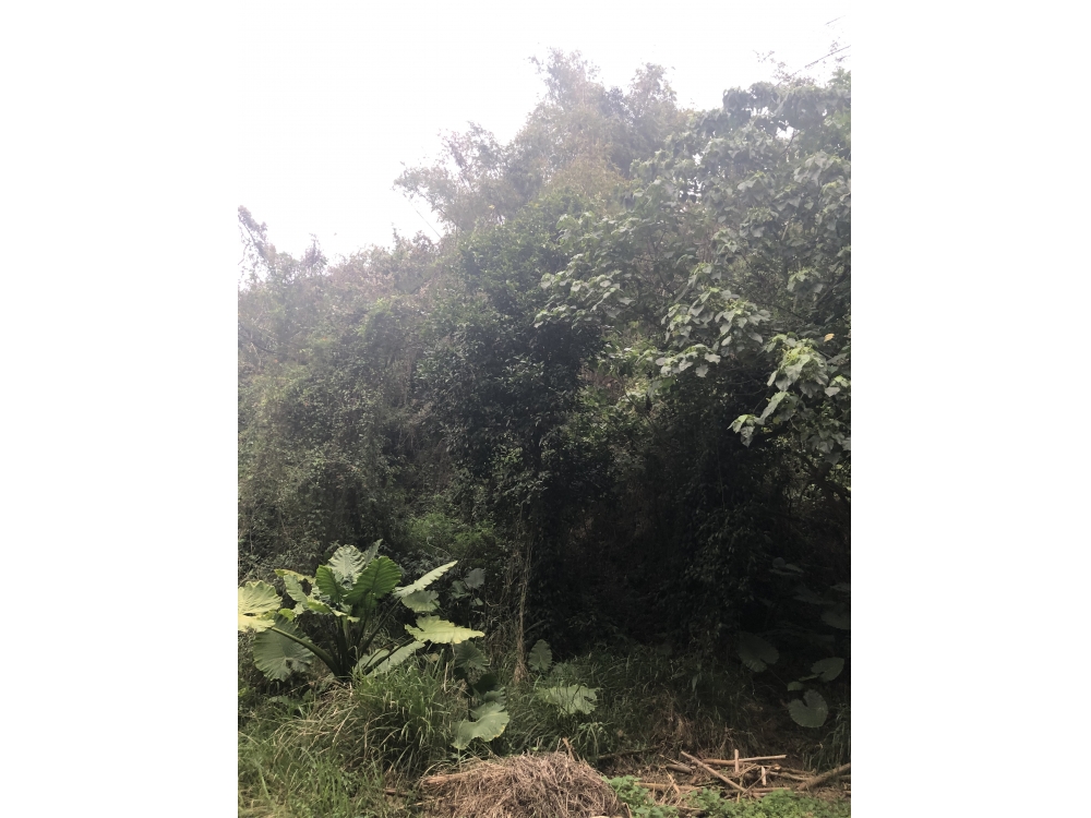 139旁一座很陡的山(林地)