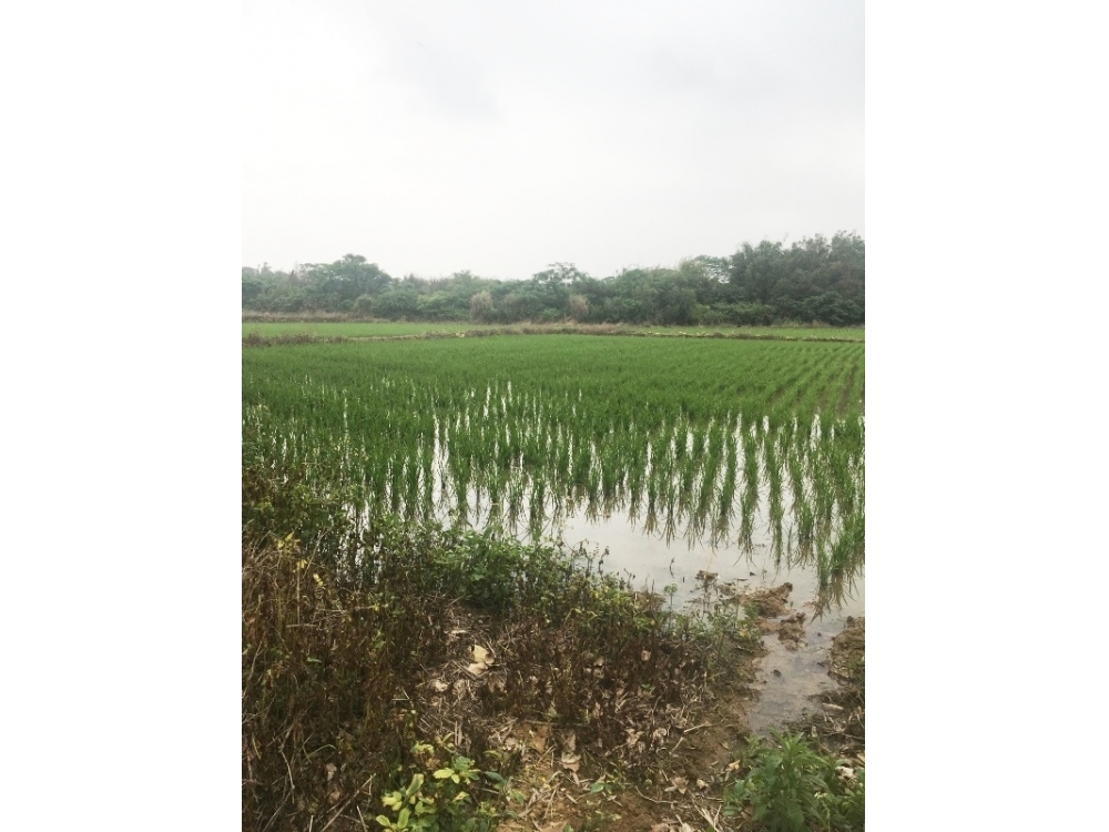 東明國小旁農地																		