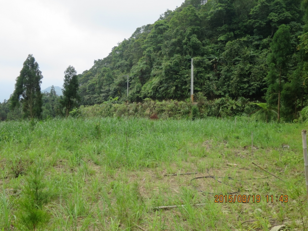 尖石 飄渺山林