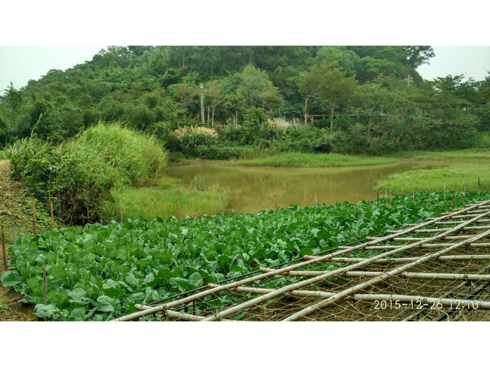 放翁清境---大池塘