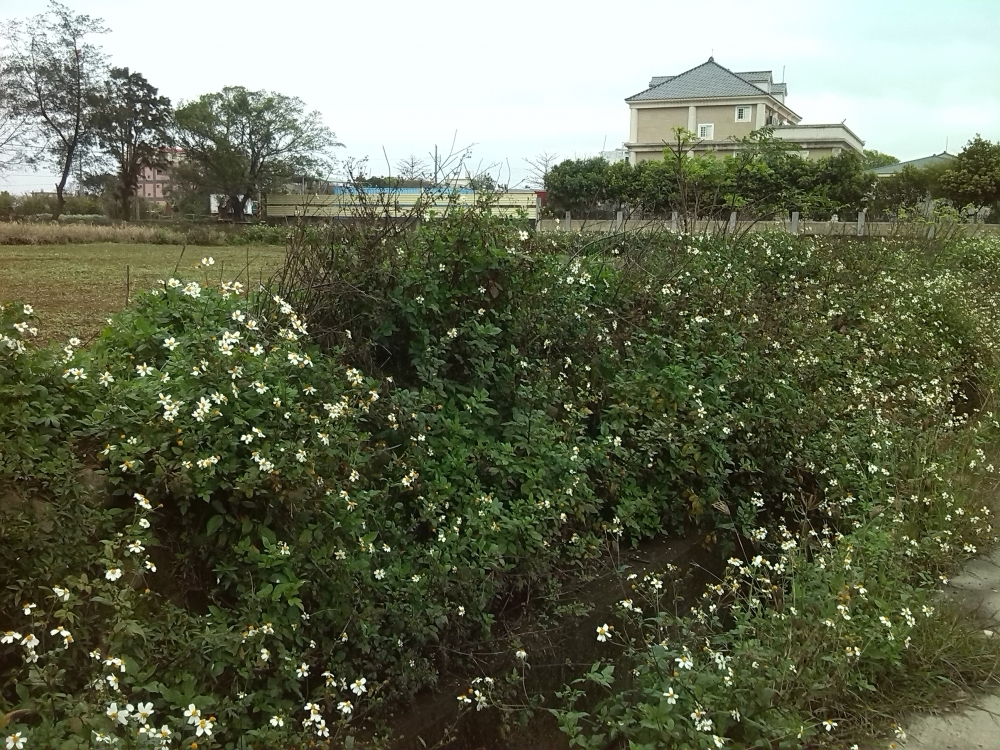 湖口重劃區~朝南~美建地~大面寬~投資~自住~