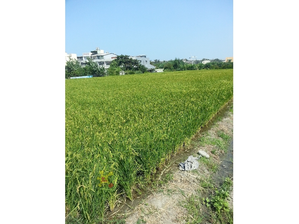 苑裡美田