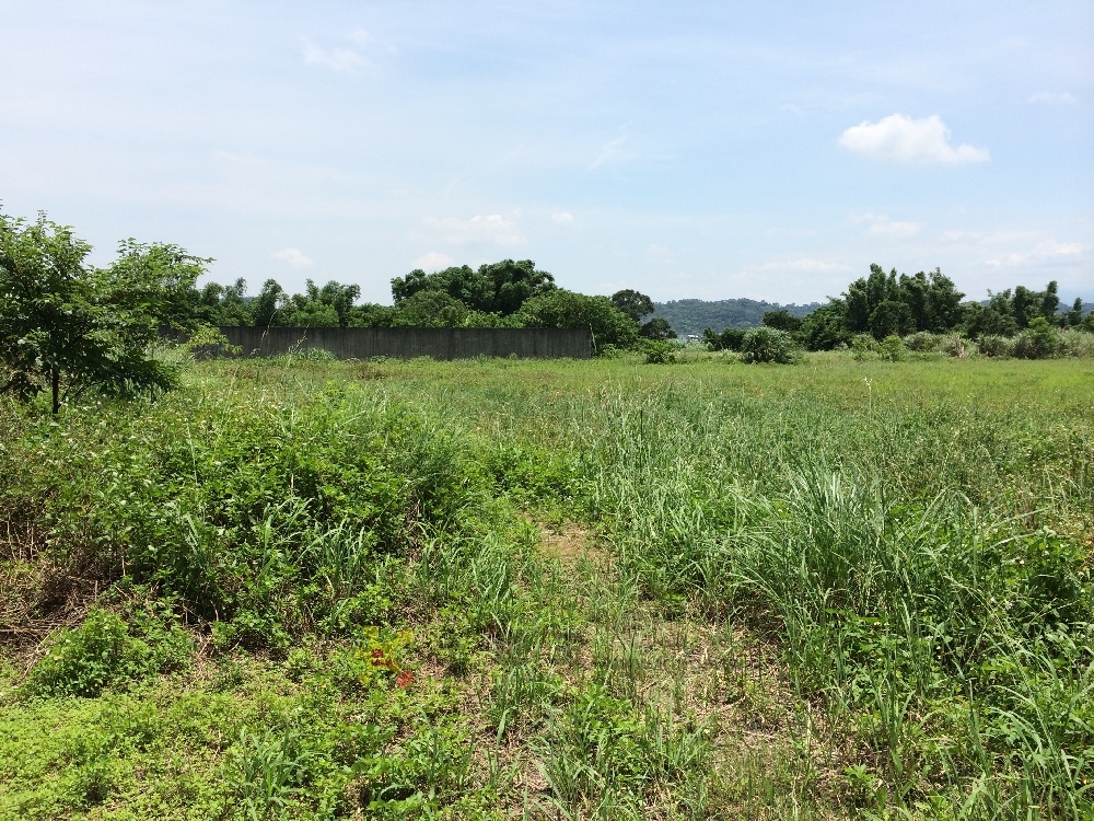 員山路稀有平坦田