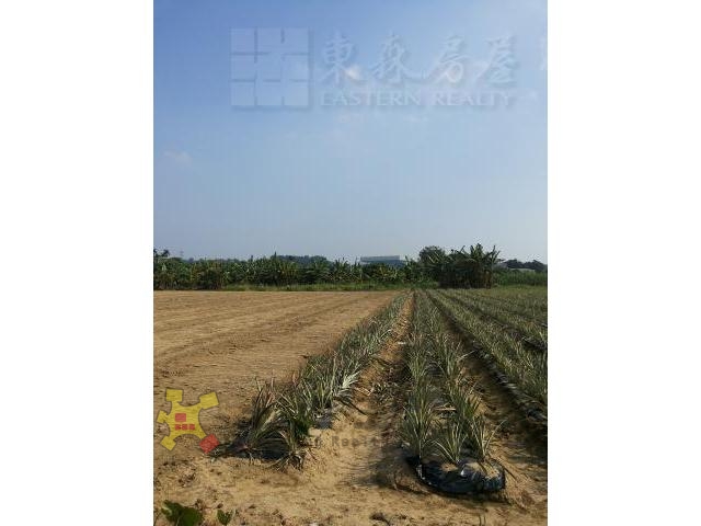 山上開心香蕉園農地[pt19]