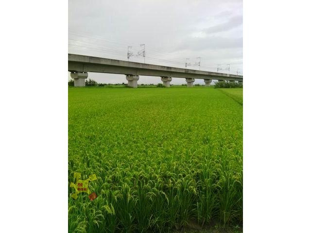 六甲優質農舍農地[pt19]