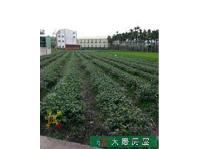 名間南雲路旁田地[pt19]
