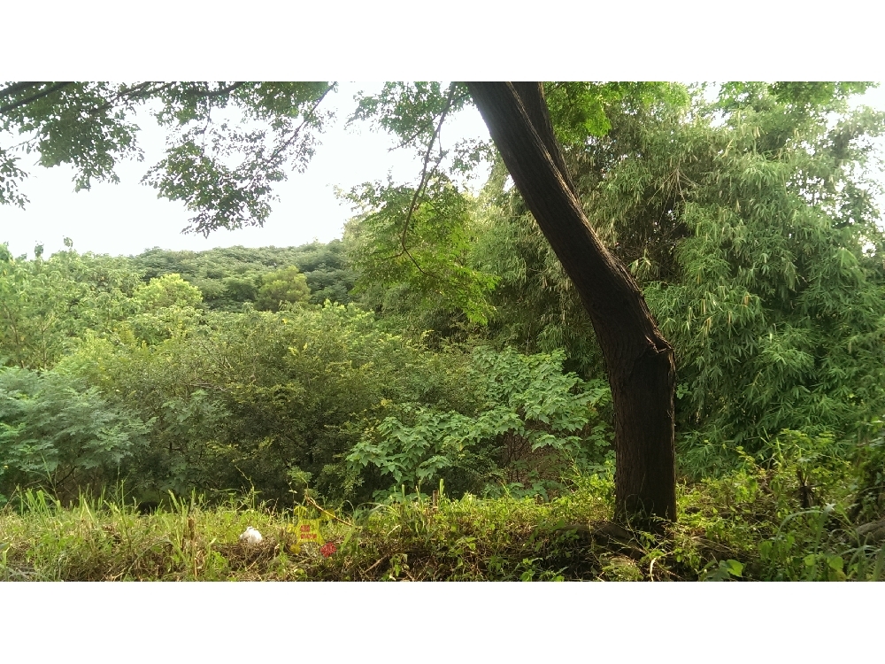 竹北河隄農地-環球不動產
