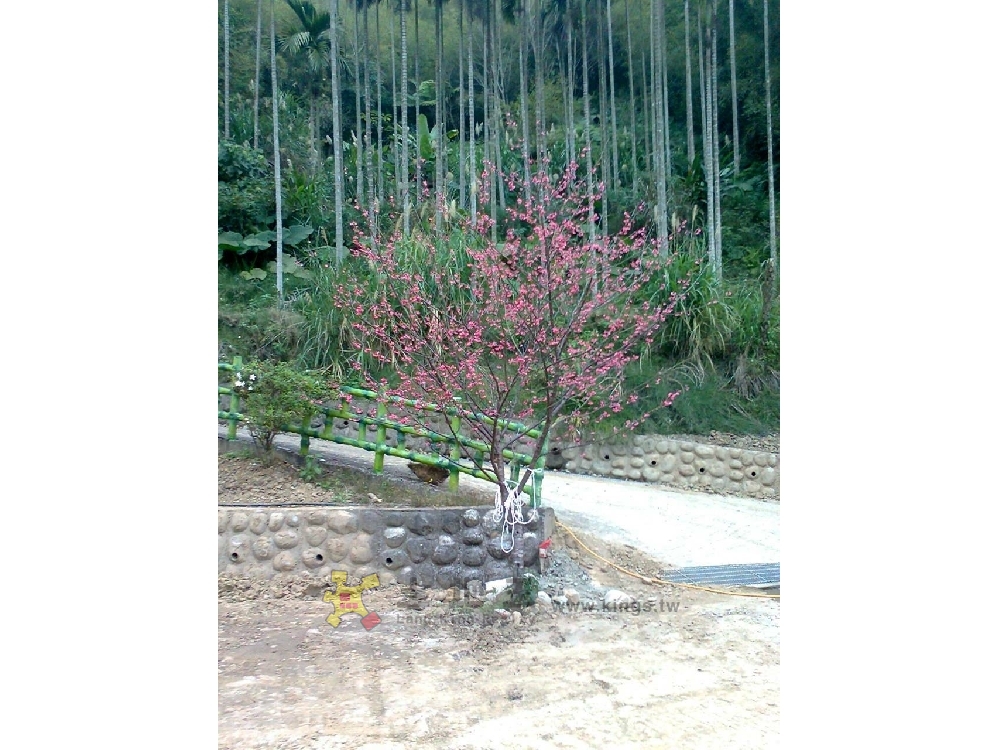 三峽五寮農地