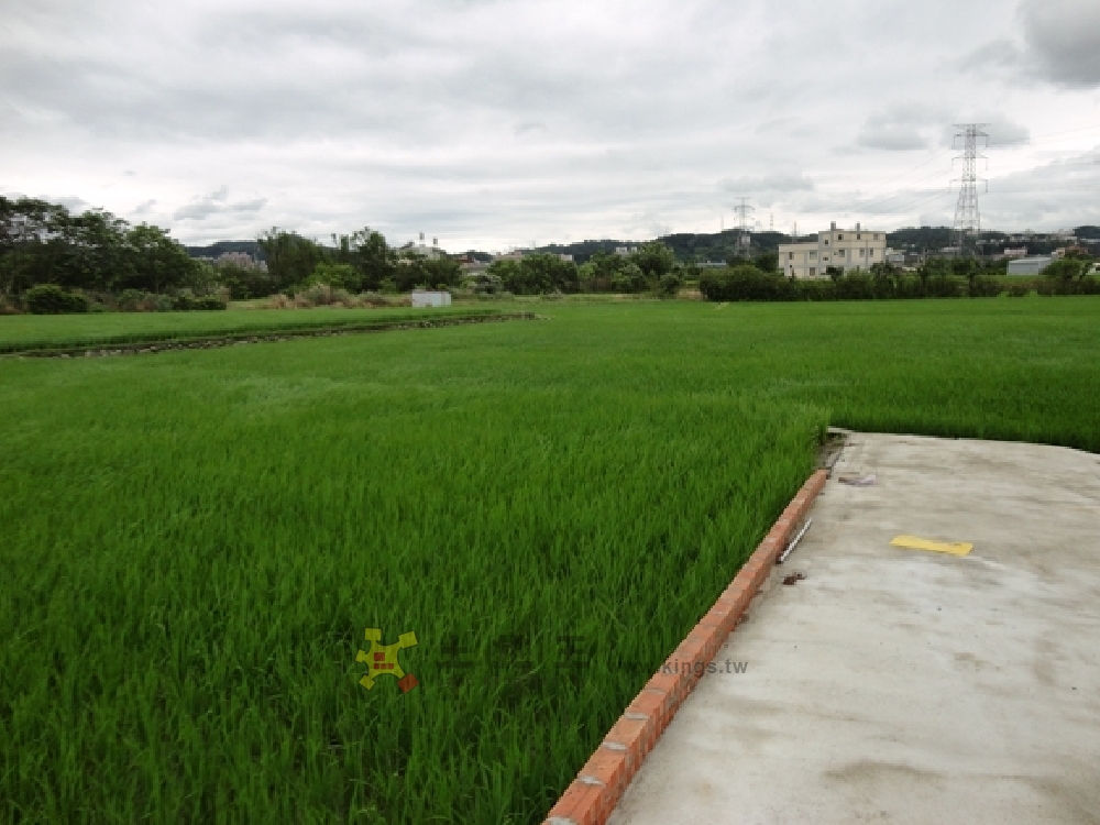 芎林富林路田