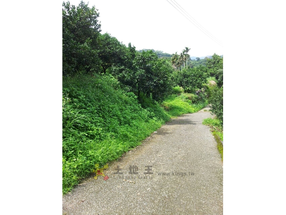 大湖橘子園