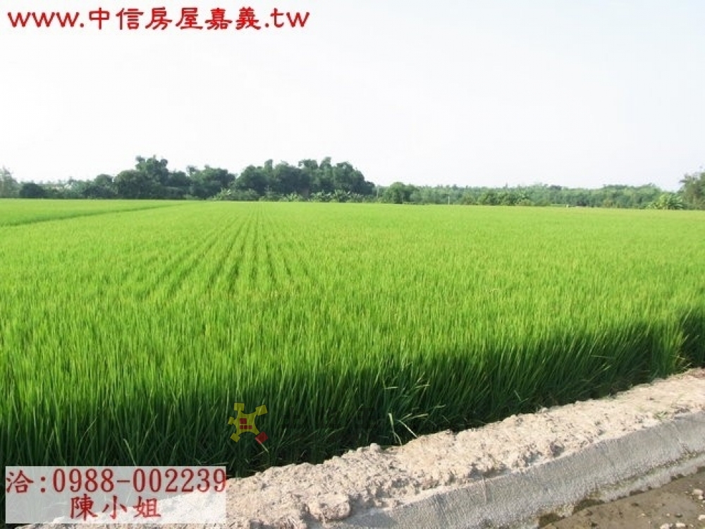 嘉義農地大林近交流道12米路大路邊農地1