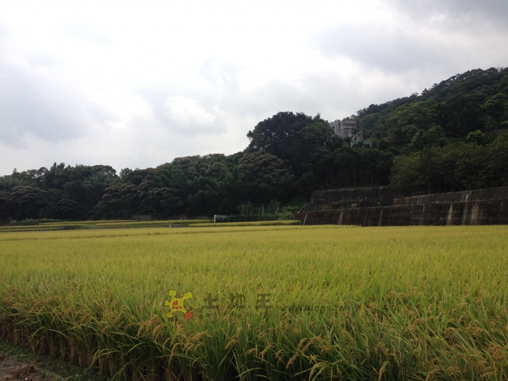 新埔巨埔段田
