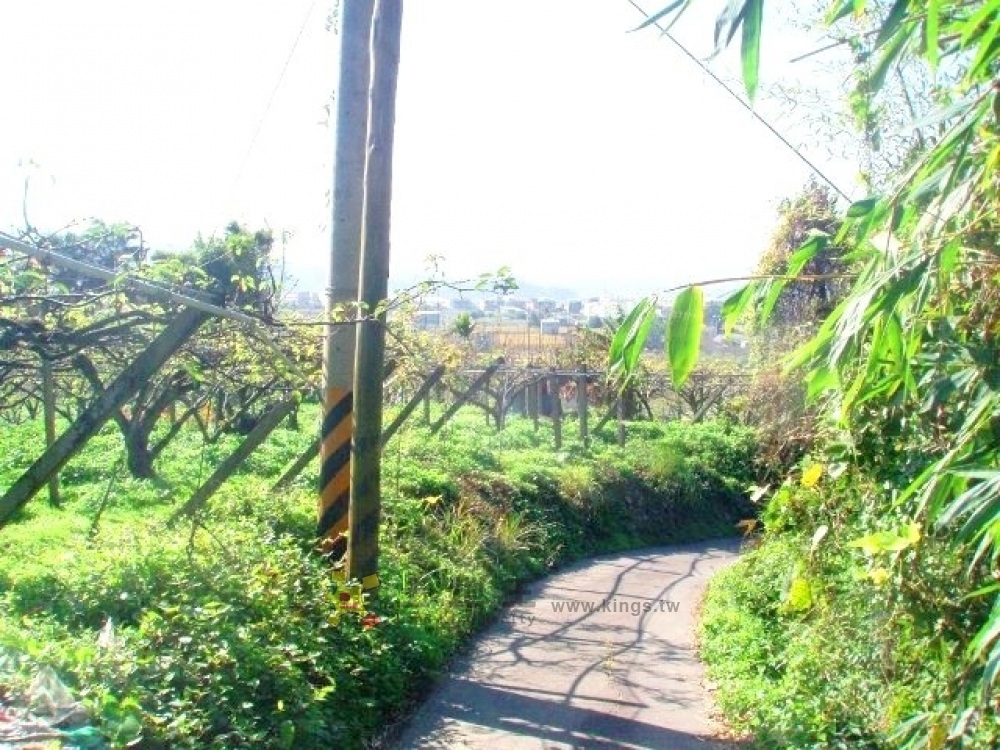 卓蘭高崗梨園