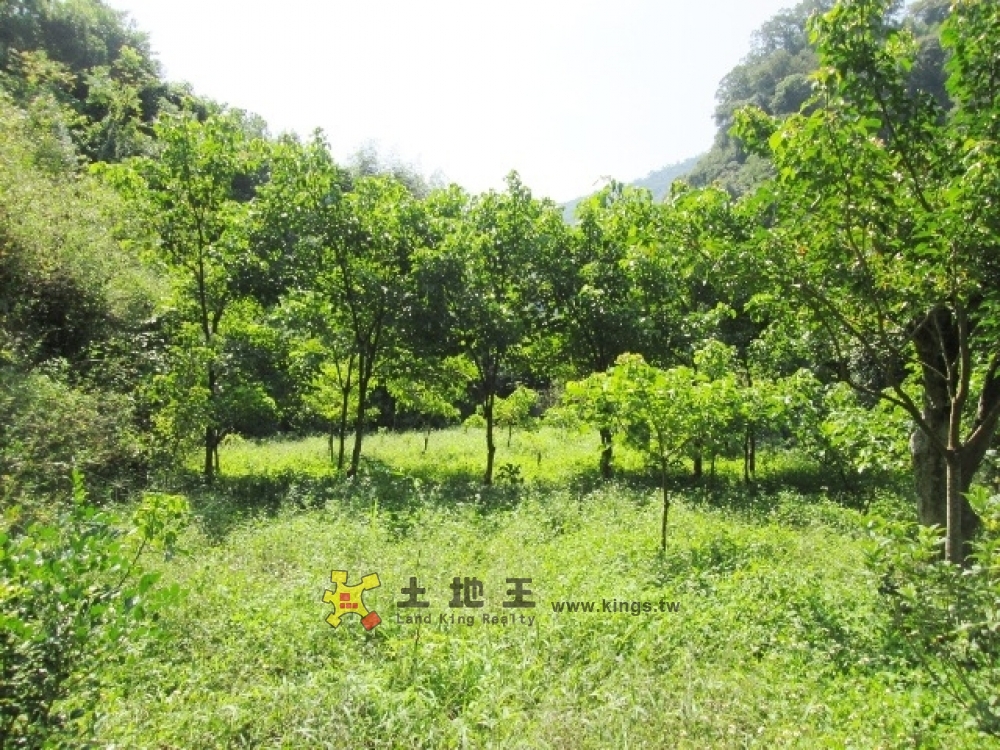 大湖茄苳農+建