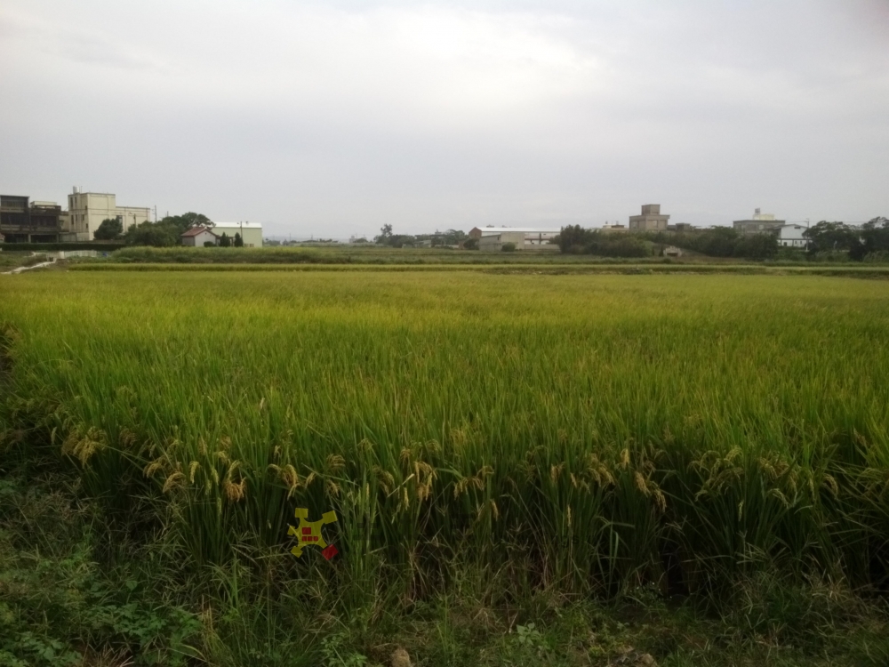 新豐鄕，台15線，約500坪田，雙面臨路，一坪3.8萬
