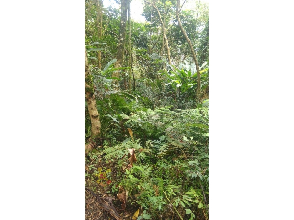 三峽白雞林地~坡度40~50度
