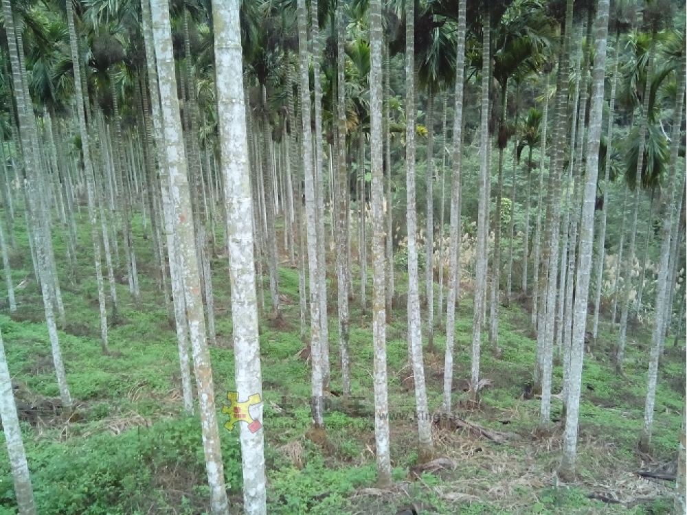 峨眉獅頭山平坦農+林A