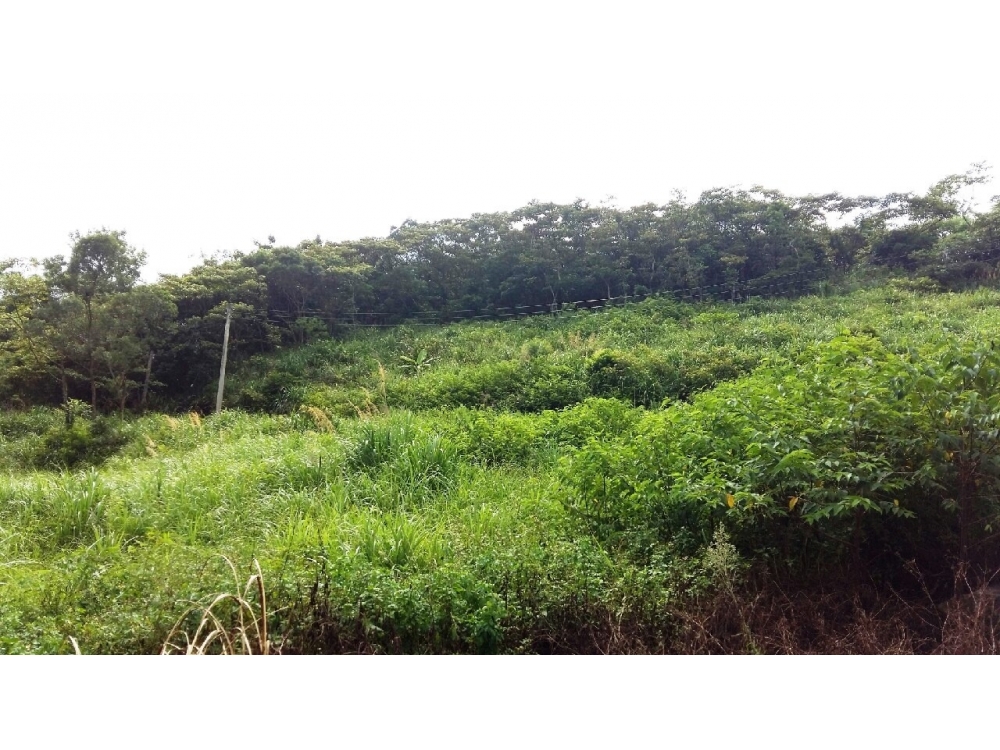 售1290萬【新埔超值平坦農地】新竹縣新埔鎮住商小君◎新埔鎮近新埔九芎湖*低單價農地