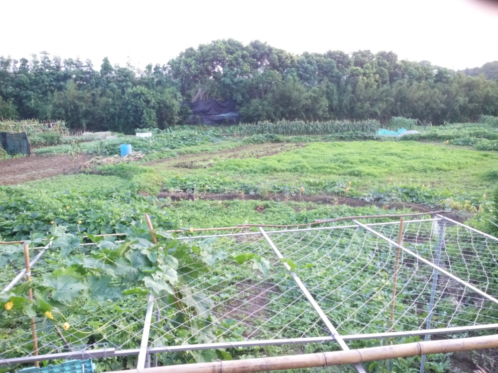 湖口鄕，俗田658坪，一坪12800元