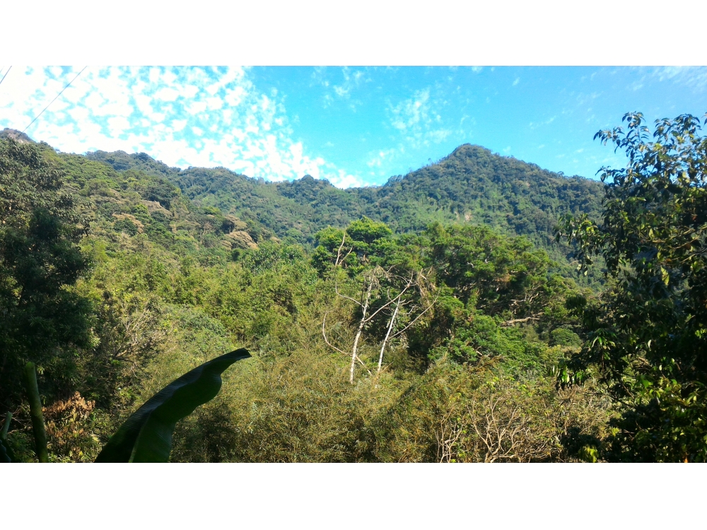 圳仔頭紅柿山林地