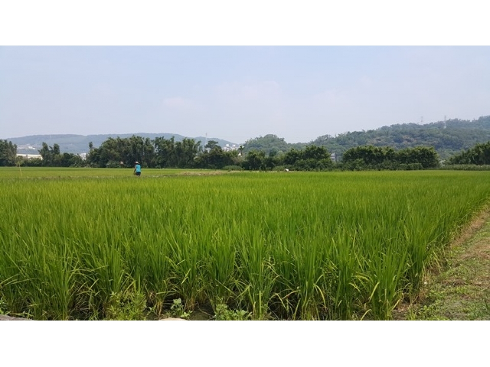售898萬【霄裡段美田512坪】新竹縣新埔鎮住商呂先生◎新埔鎮近新埔市區*低總價田★