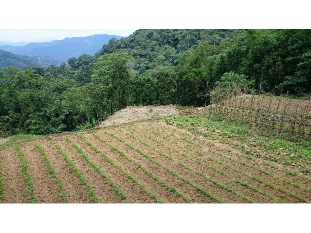 燥樹排梯田