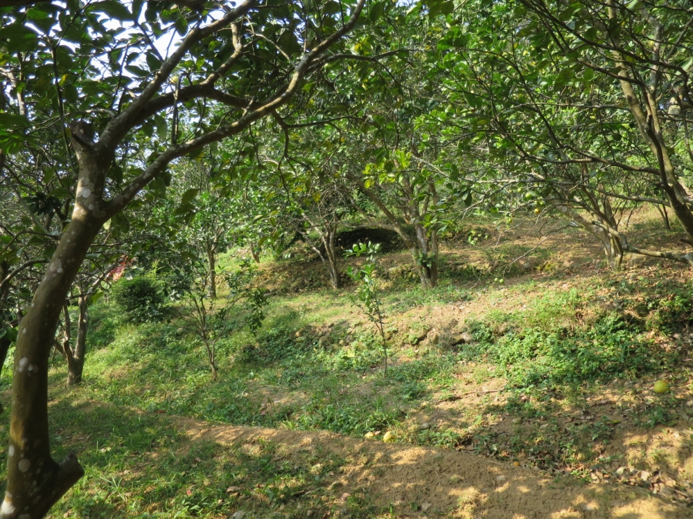 關西 養生美園地