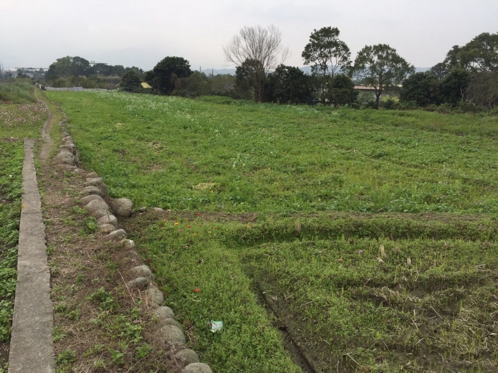 富林路旁美田
