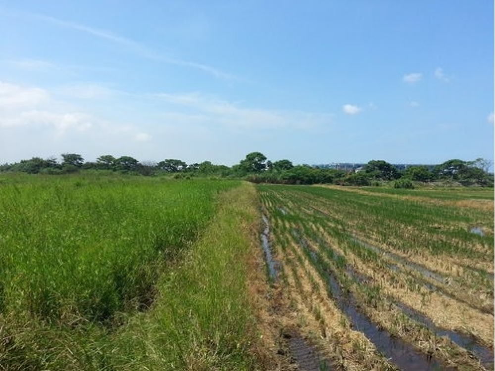 新竹新豐900坪新豐近新湖路農地