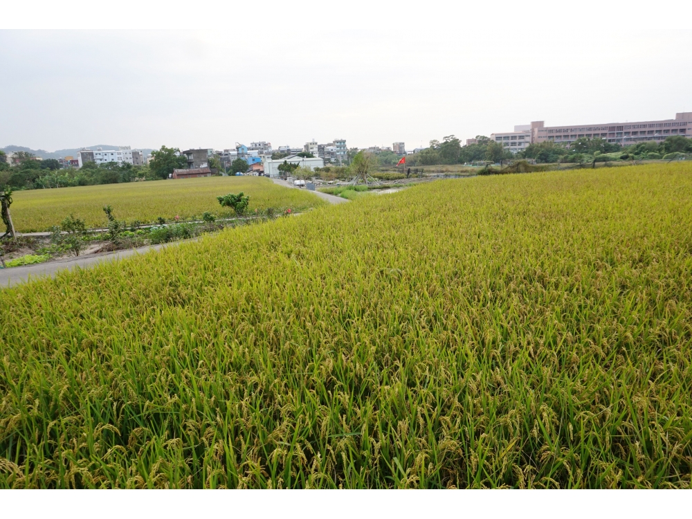 僑善丙建+農地-住商不動產頭份中央店
