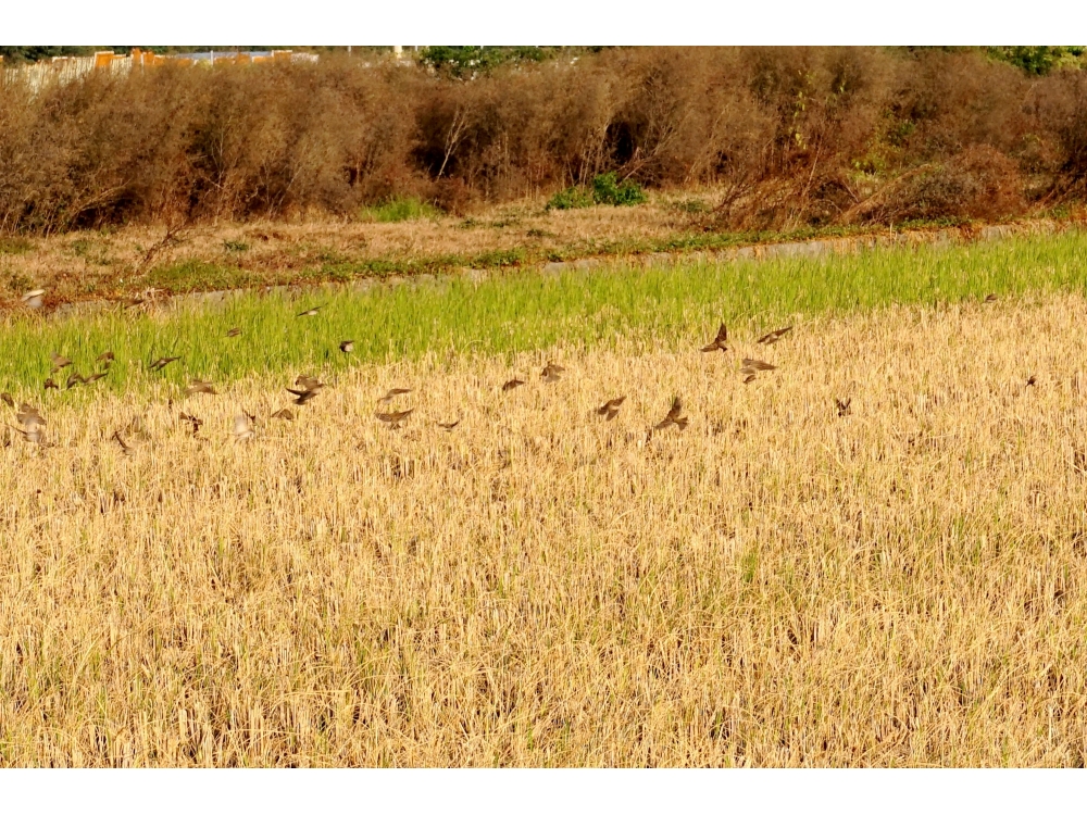 市區秋收美地-住商不動產頭份中央店