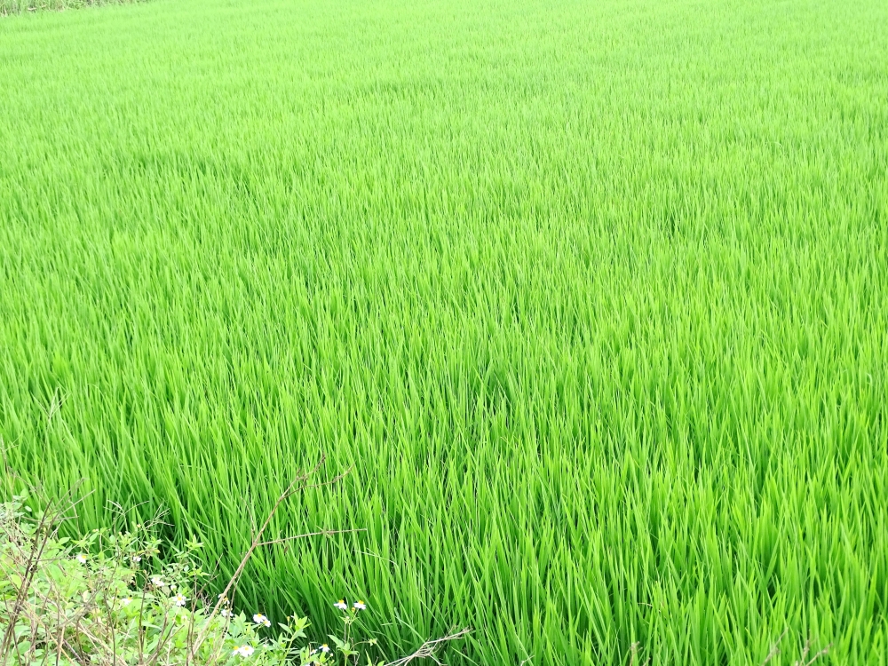 春耕美田-住商不動產頭份中央店