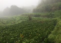 陽明山平坦農地