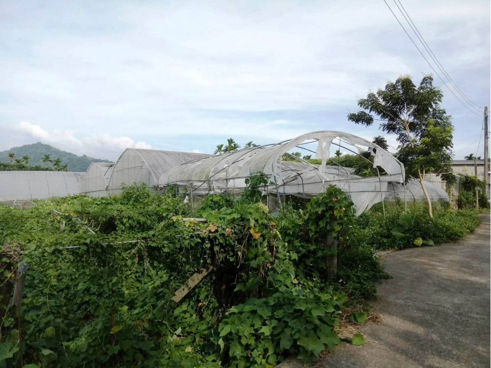 新社玉山有機農地