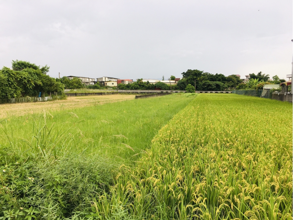 ★（急售河岸第一排）【臨河岸596雙面路超值農地】
